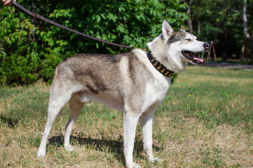 大型犬　首輪　おしゃれ